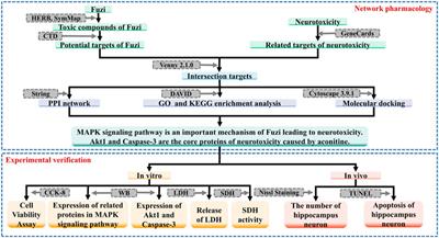 Exploring the mechanisms of neurotoxicity caused by fuzi using network pharmacology and molecular docking